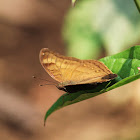 Chocolate Pansy