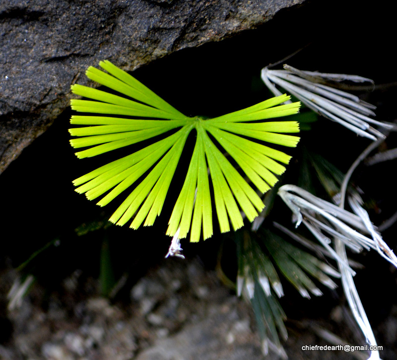 Grass Fern, Fan Fern