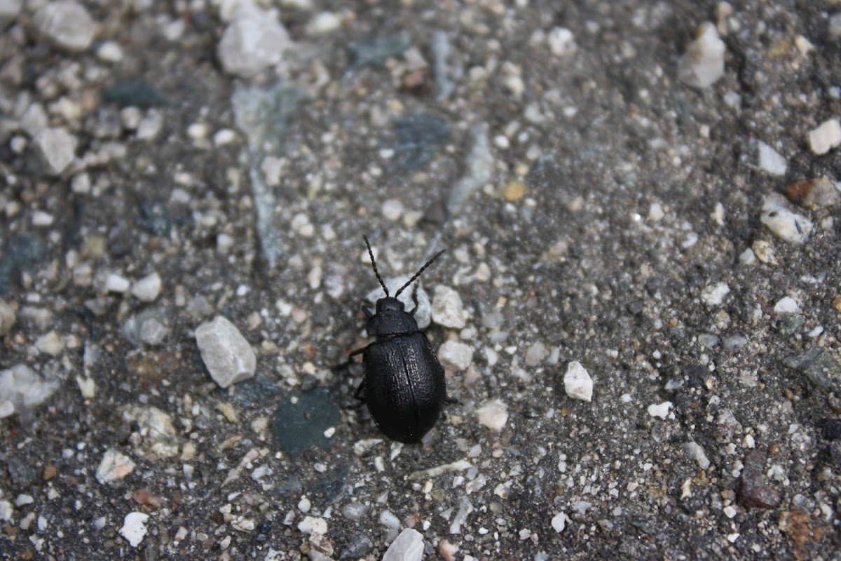 Leaf Beetle