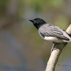 BLACK HEADED CUCKOO-SHRIKE