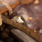 Jumping Spider