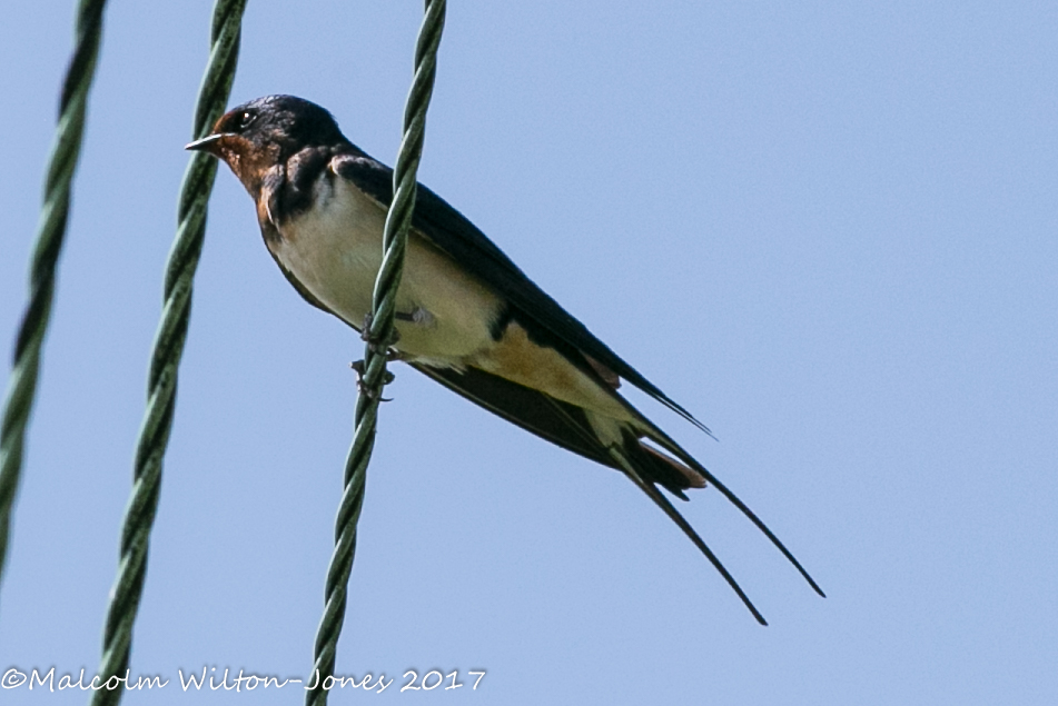 Barn Swallow