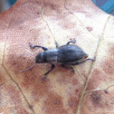 Weevil