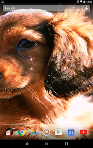 Dachshund 3D Live Wallpaper screenshot 3