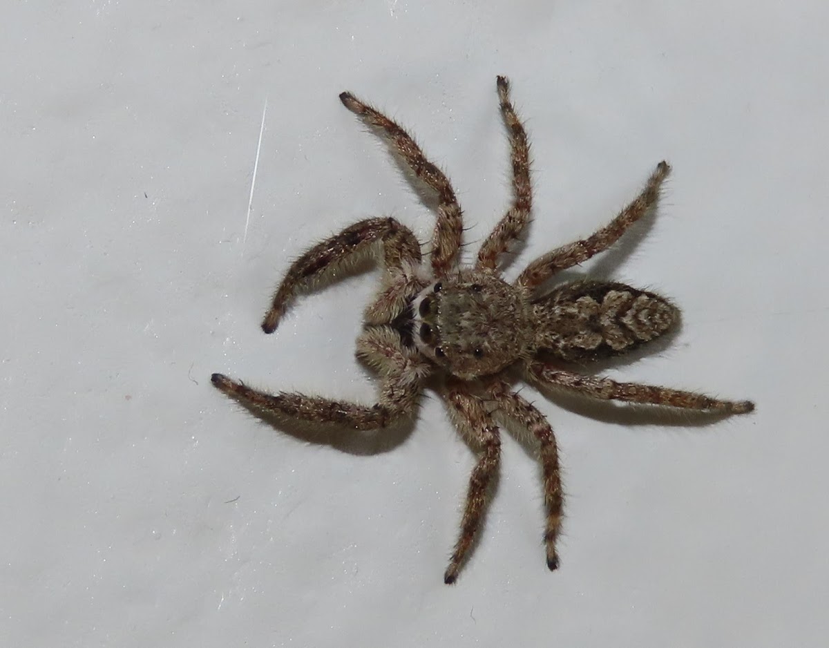 Tan Jumping Spider