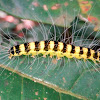 Eligma narcissus Caterpillar