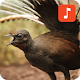 Download Lyrebird Sounds For PC Windows and Mac