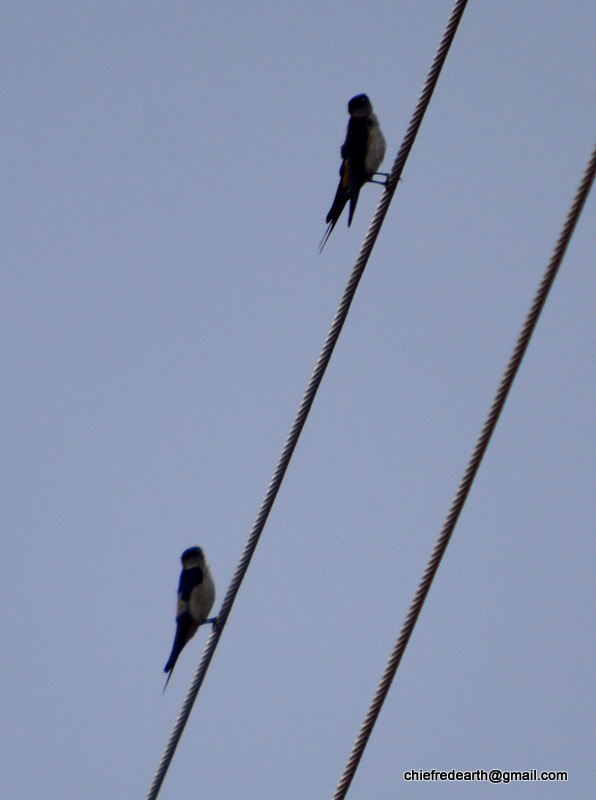 Wire-tailed Swallow