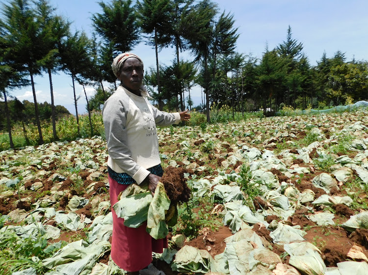 Beatrice Kamau on her cabbage farm on Tuesday, September 29, 2020