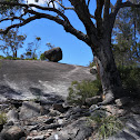 Youman's Stringybark