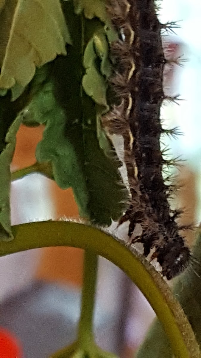 painted lady caterpillar