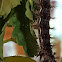 painted lady caterpillar