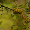 Malabar Pit Viper