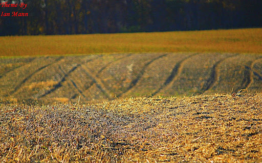 Empty Fields