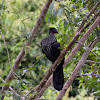 Crested Guan