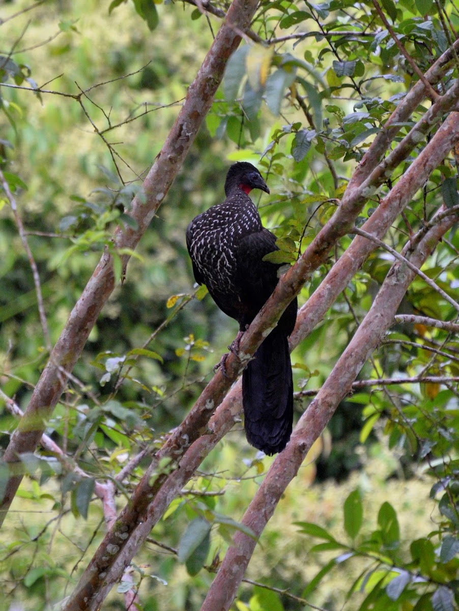 Crested Guan