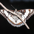 Western Admiral