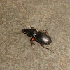 Black Clock Beetle