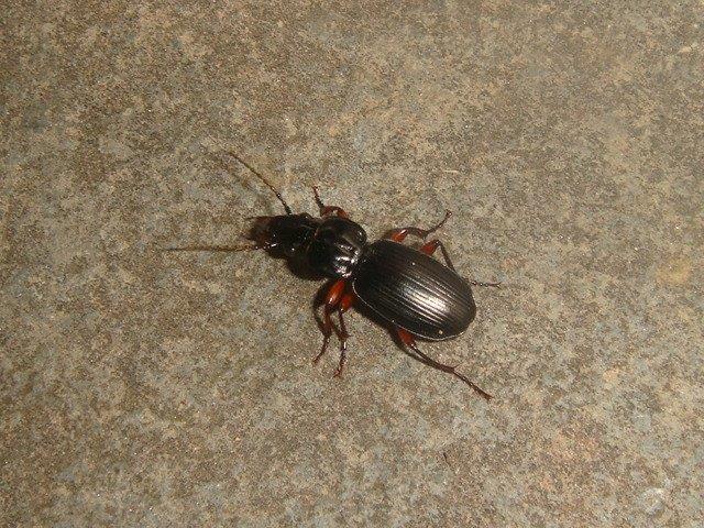 Black Clock Beetle