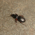 Black Clock Beetle