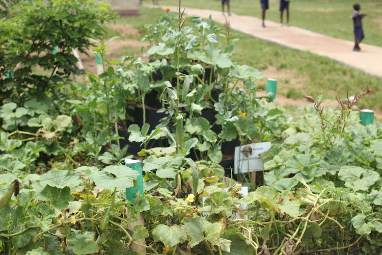 The school food garden in front of a classroom.