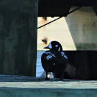 Harlequin Duck