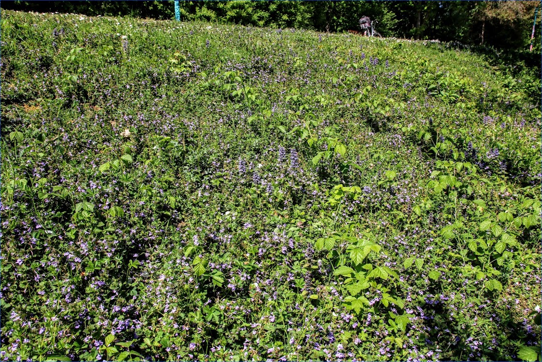 Цветочная терапия в условиях коронавируса или от весны до зимы все сезоны хороши 2020-2022 (Бонн-Брауншвейг-далее везде)