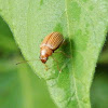 Leaf Beetle