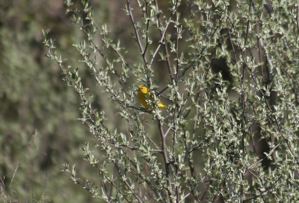 Yellow Warbler