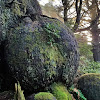 Sitka spruce burls