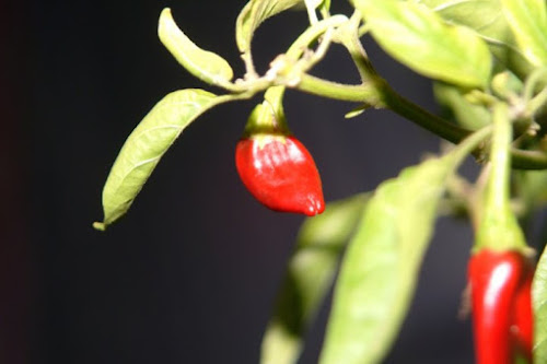 Peperoncino in notturna... di safariinn