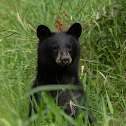 American black bear