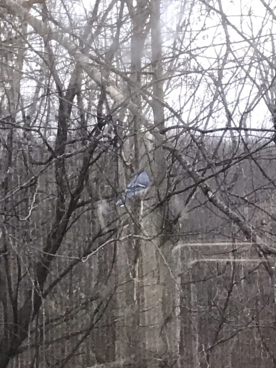 Blue Jay Bird