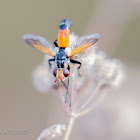 Tachinid