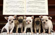 Chihuahua Dogs Wallpapers Theme New Tab small promo image