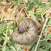 Black cutworm