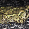 Fowler's Toad