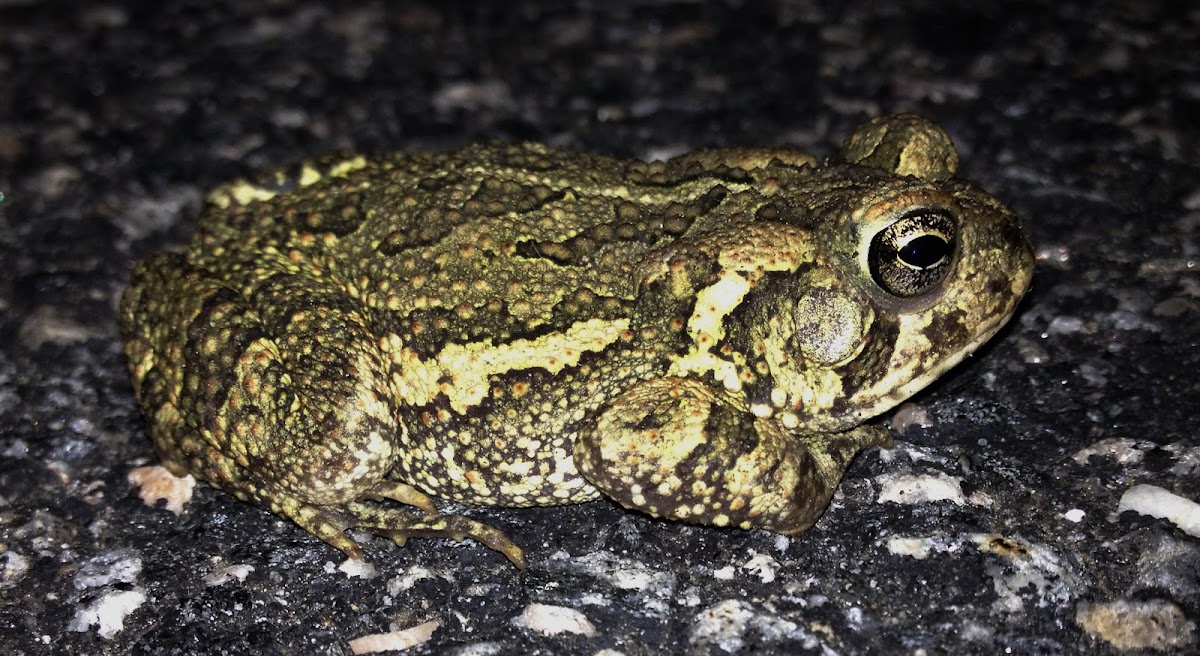 Fowler's Toad