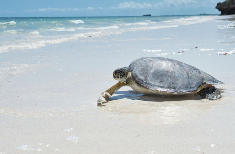 Rescued turtle swims back to the ocean