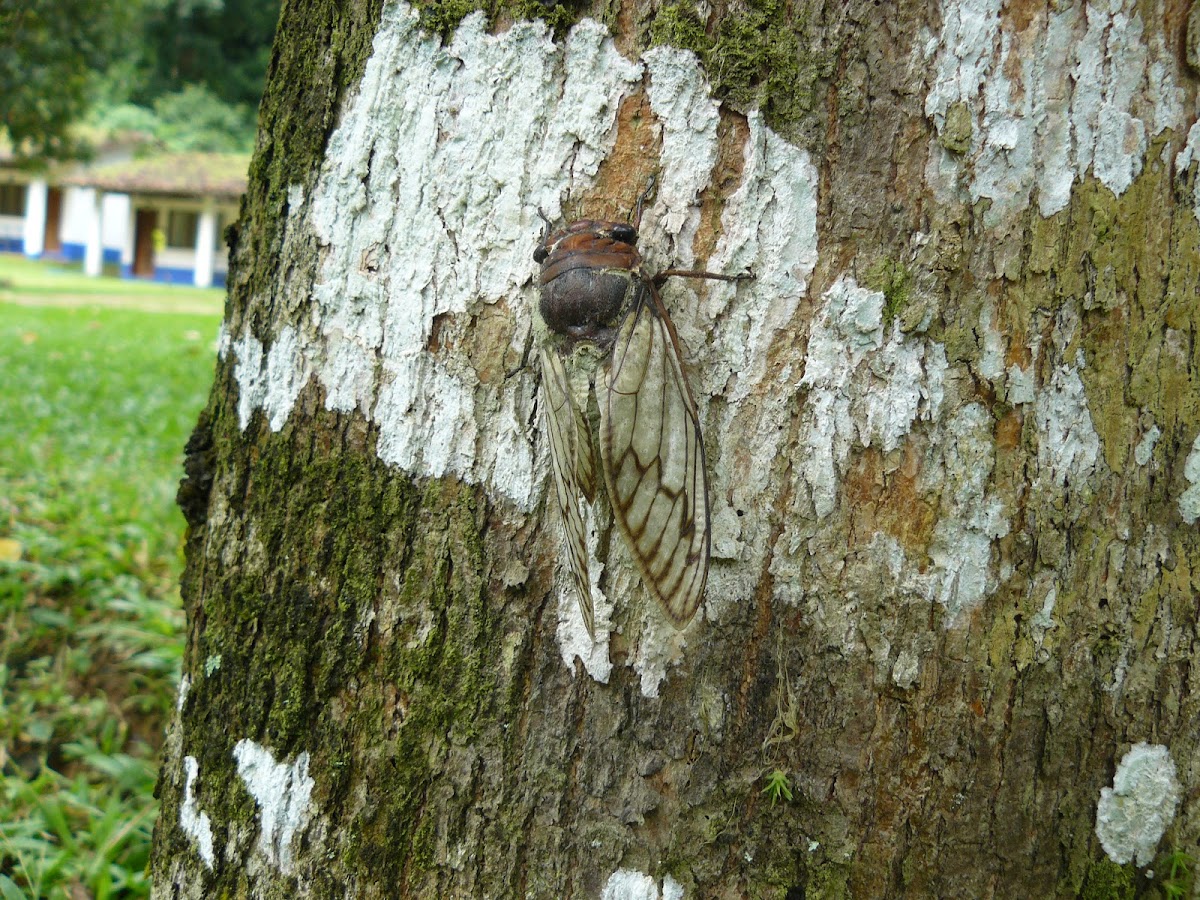 Cicada