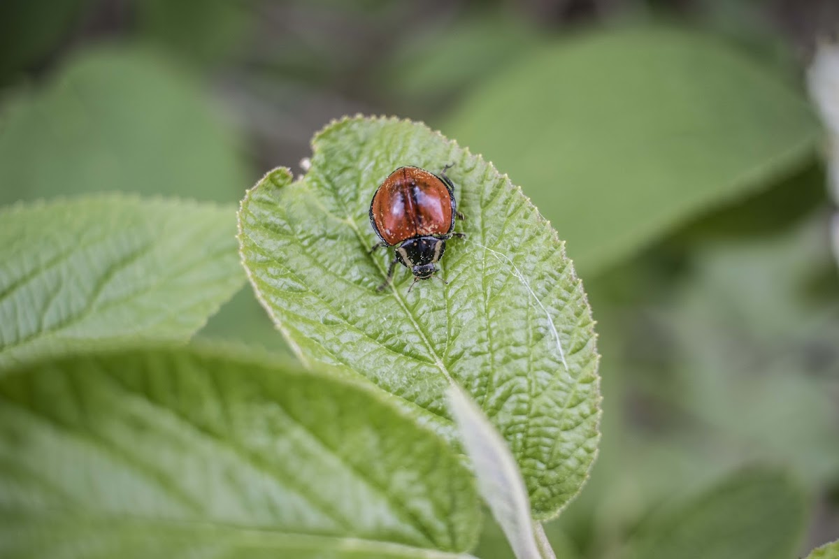 Giant lady beetle