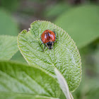 Giant lady beetle