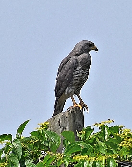 Grey-lined hawk