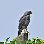 Grey-lined hawk