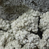 Crabseye Lichen