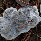 Tooth Fungus