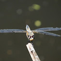 Four-spotted Skimmer