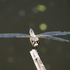 Four-spotted Skimmer