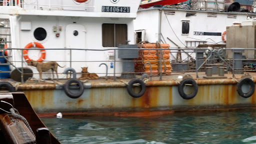 Sampan Boat Tour Hong Kong China 2016