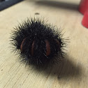 Giant Leopard Moth Caterpillar